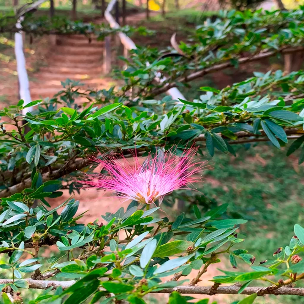 flower and leaves of the bobinsana plant