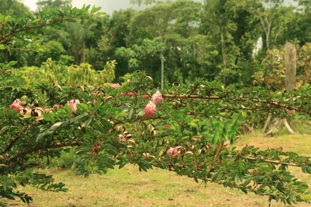 ext naturaleza 04