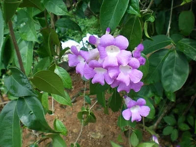 Ajo Sacha Mansoa alliacea