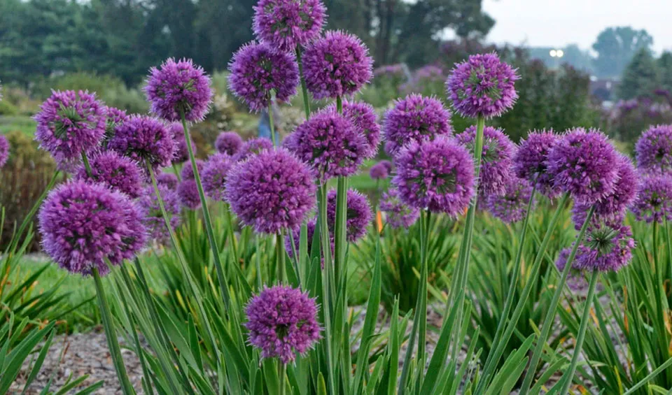 Ajosillo Allium spp