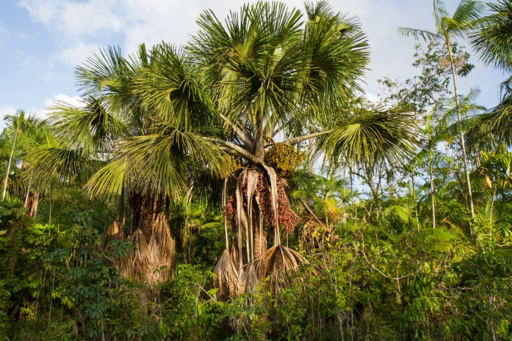 Capinuri Mauritia flexuosa