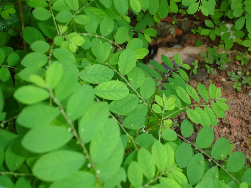 Chancapiedra Phyllanthus niruri