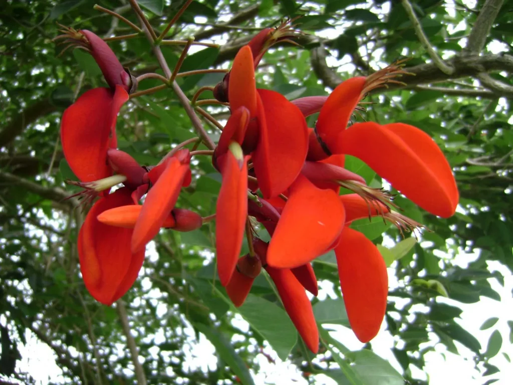 achicoria Erythrina fusca