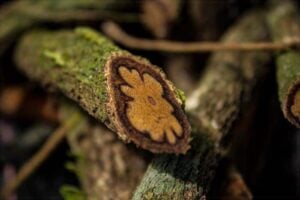 Ethical Ayahuasca Retreats in Peru | Shipibo Lineage & Integration 12 what-is-ayahuasca