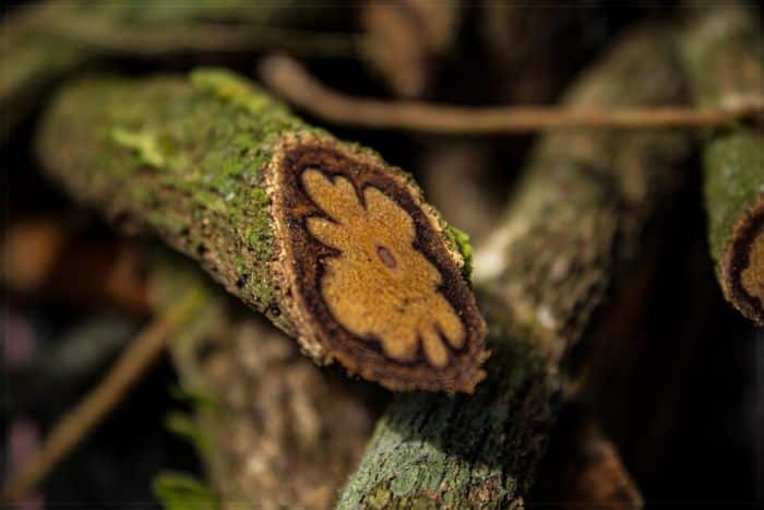 what-is-ayahuasca