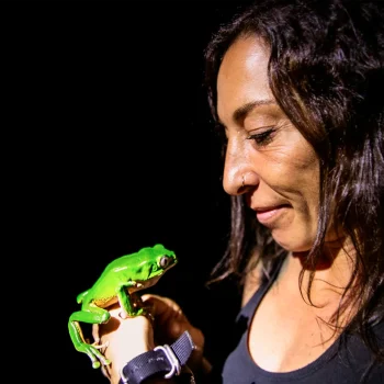 kambo practitioner holding a giant leaf frog